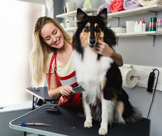 Dog being groomed